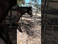 Horses and Energy - Connecting and Working Together