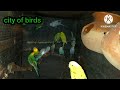 Budgies Bird Is A Very Beautiful Birds مدينة بودرس December 23 2023 