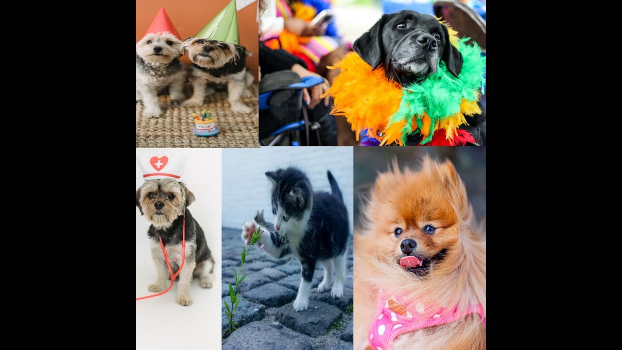 funny and cute dog and cat compilation funny vines,Funny cute cat and