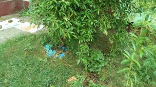 Nature's beauty @Fazilpur, Shahpur Baghauni, Samastipur #MindFresh-18