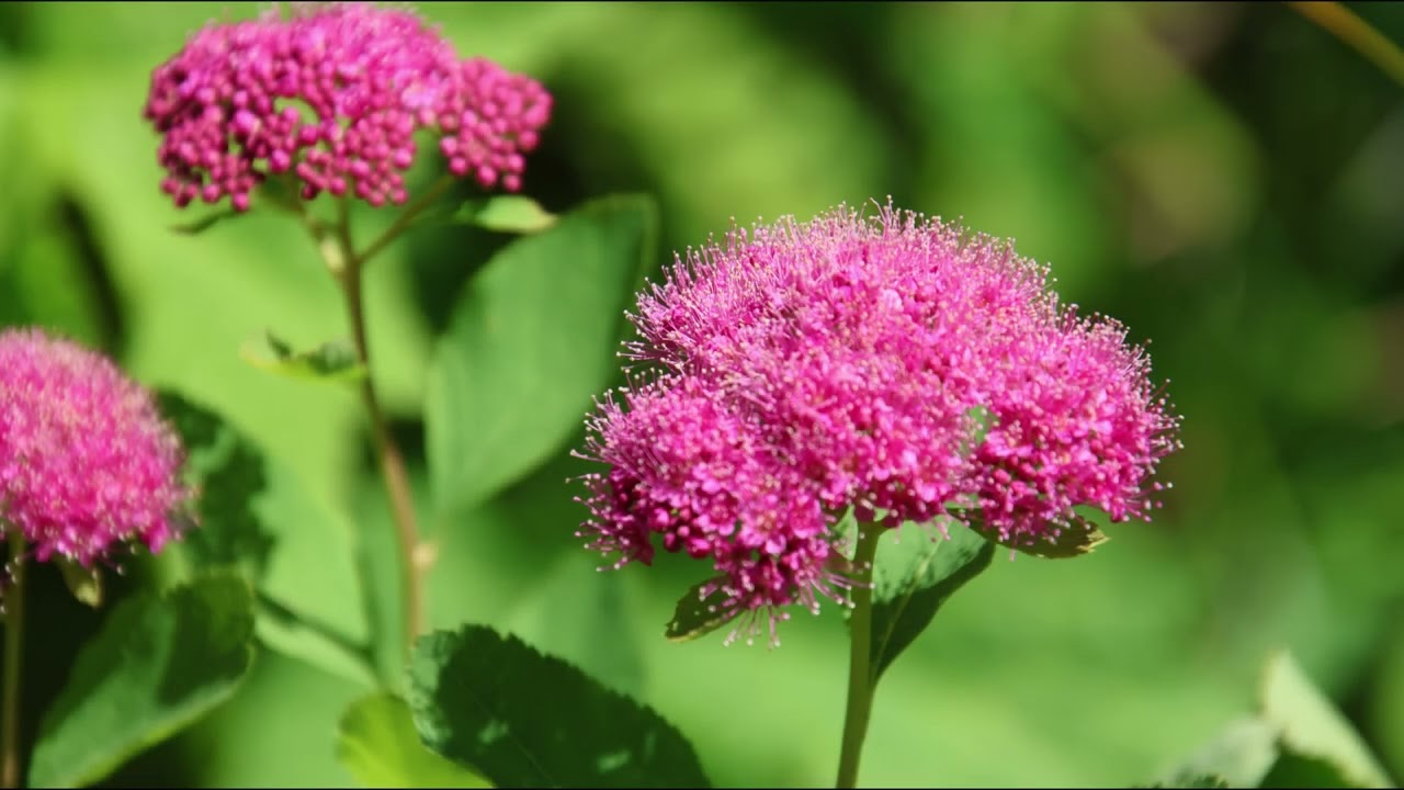 2025-07-01 Sunset and Sunrise at Glacier