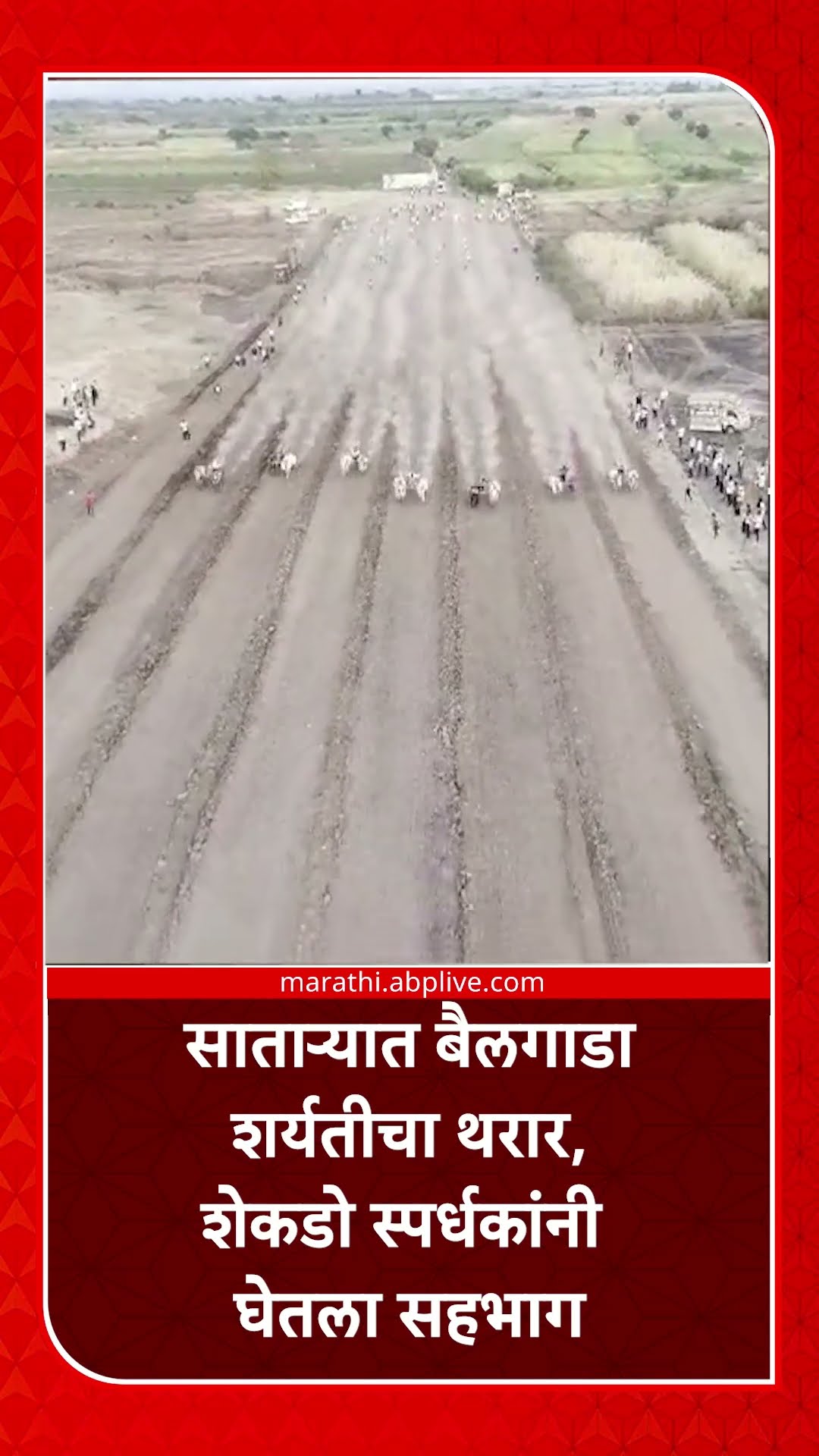 Satara Bailgada Sharyat : साताऱ्यात बैलगाडा शर्यतीचा थरार, शेकडो स्पर्धकांनी घेतला सहभाग