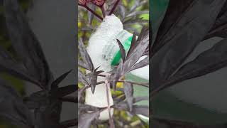 New pest control method 🫧 | The aphids have come out to play - I said not today ✋  #plants #garden
