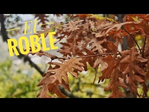 Video: Plántulas De Roble (20 Fotos): ¿cómo Plantar Correctamente En El Sitio En Primavera Y Verano? ¿Cómo Crecer Rápidamente Y Qué Alimentar? ¿Cómo Cuidar?