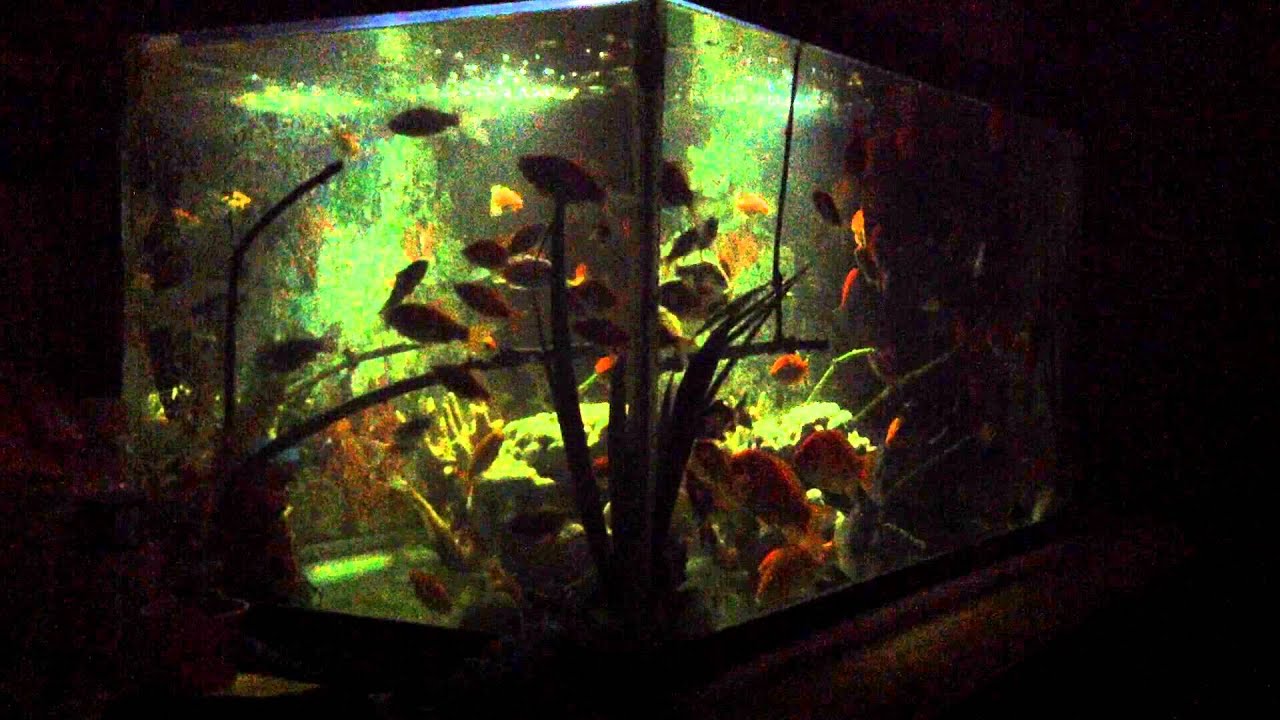 Do fish sleep? YouTube