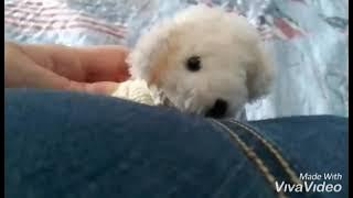 bear farts(read desc :)