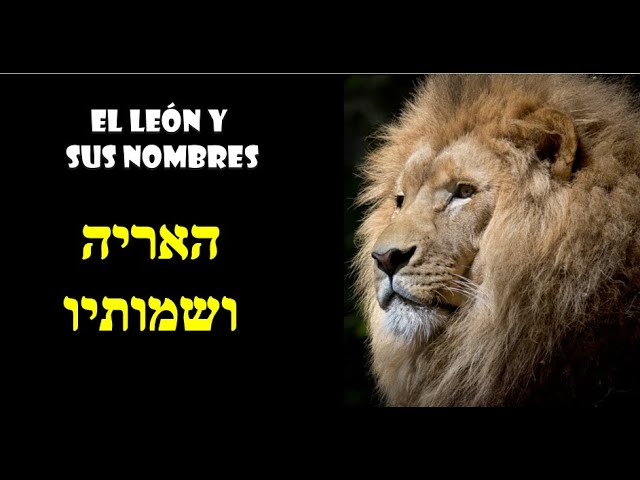 Vocabulario - animales , El León y sus nombres (האריה ושמותיו) - YouTube