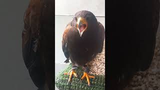 TALKATIVE HARRIS HAWK!