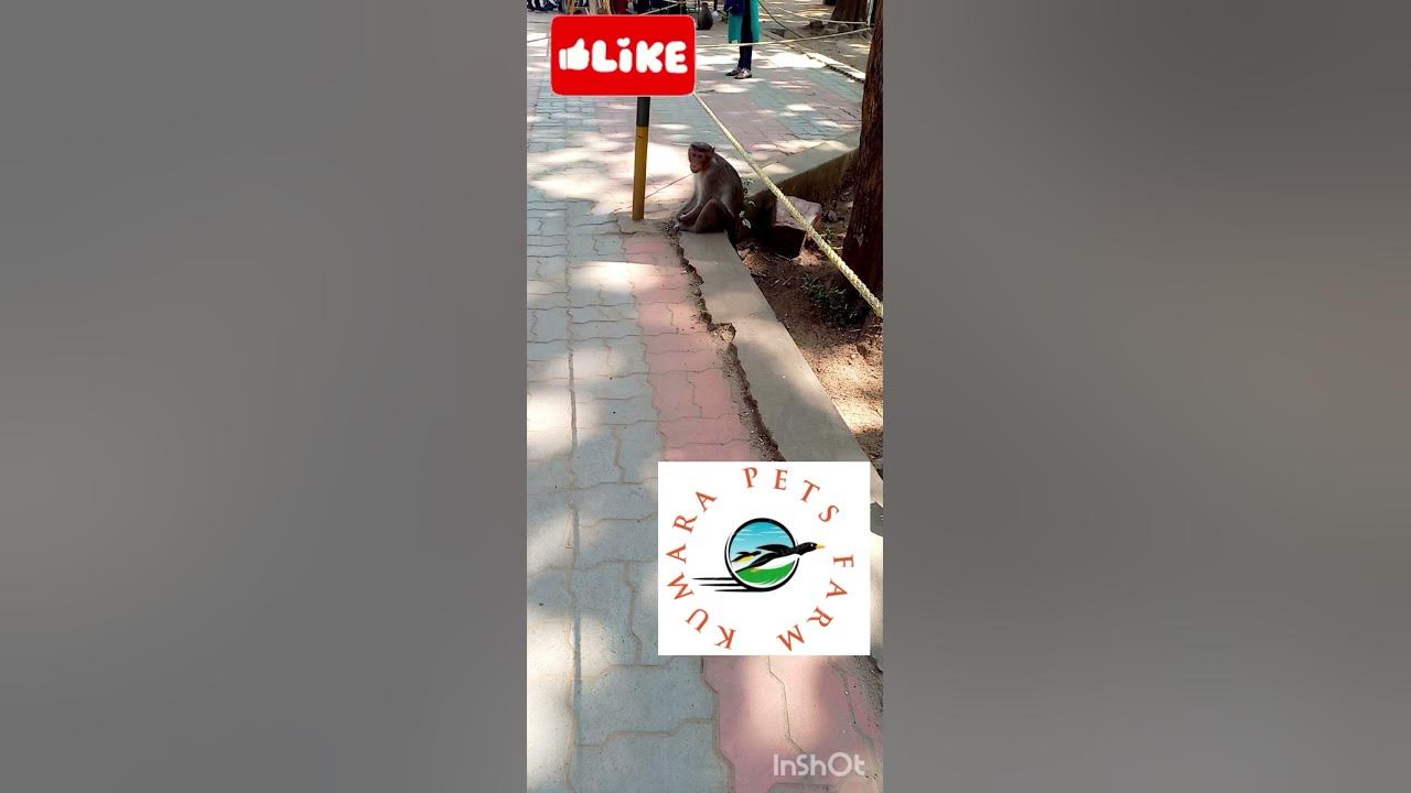 Kumara Pets FarmcoimbatoresalePetsanimallovebirdwholesalebirdlatestpopulartreading