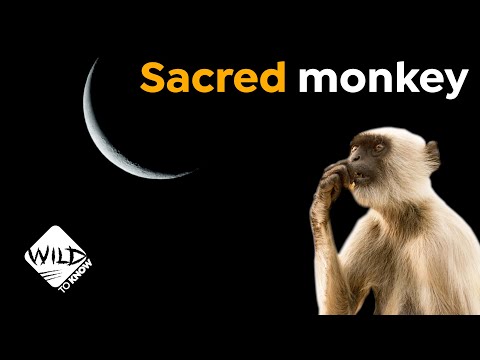 What Kind Of Monkey Is Hanuman
