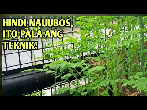 Video: Paano mo palaguin ang mga puno ng spruce?