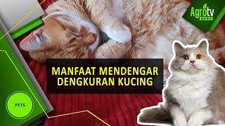 MANFAAT MENDENGAR DENGKURAN KUCING