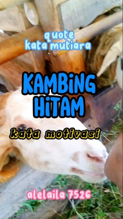 kata mutiara kambing hitam#shorts