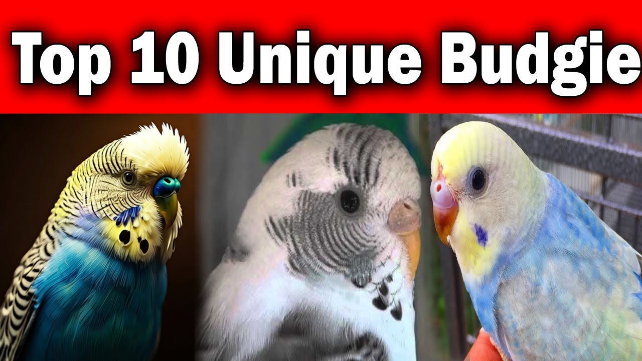 Top 10 Unique Budgie Mutations| Rare Budgie Color Combinations | Top 10 Most Unique Budgie Mutations
