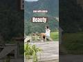 A nature lover's paradise #shortvideo #beautifuldestinations #nature #mountains