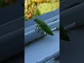 Insects beauty create
