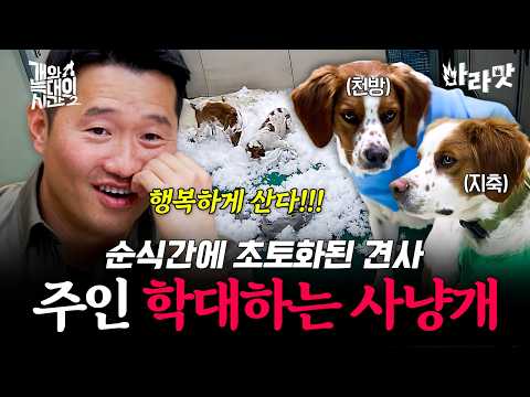 [#마라맛] 촬영장 숙소 전선까지 물어뜯은 <strong>사냥개</strong> 두 마리.. 무한 반복 사고 치는 주인 학대견🥹 | #개와늑대의시간2 12회