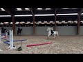 Poney à vendre - Poney de selle français véritable maitre d'école - equirodi.com