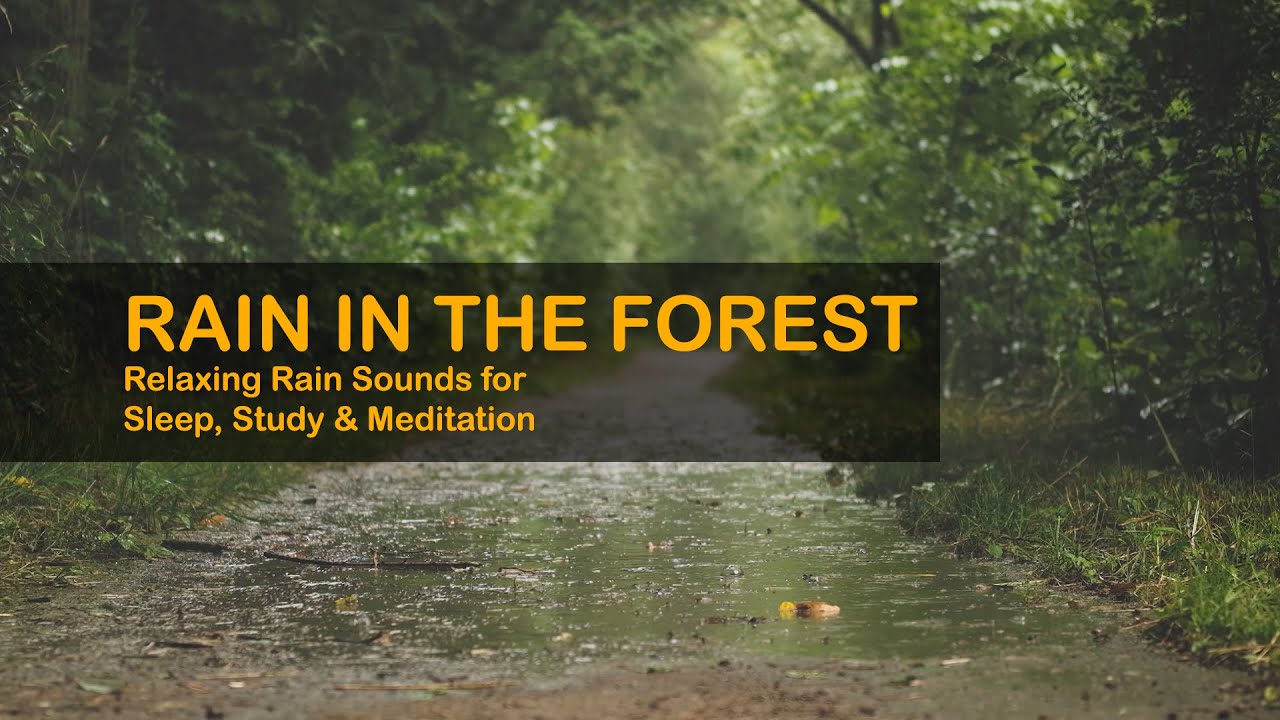 Rain in the Forest - Relaxing Rain Sounds for Sleep, Study & Meditation ...