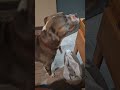 bo the lizard hunter