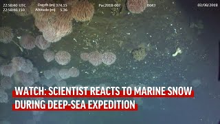 Scientist Reacts to Marine Snow During Expedition