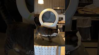 cat reviews the litter robot 4 🤖🐾