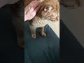 The cutest orange kitty. #cat #kitten #adoreble #adoreble #cute #kitty #cats #cutecat #funny #pets