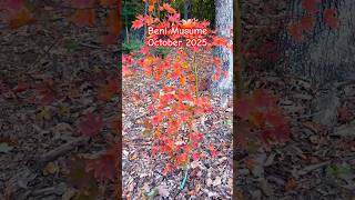 Acer Palmatum Beni Musume, October 2025 #japanesemaple #fall2025 #plantlovers #gardenlife #red