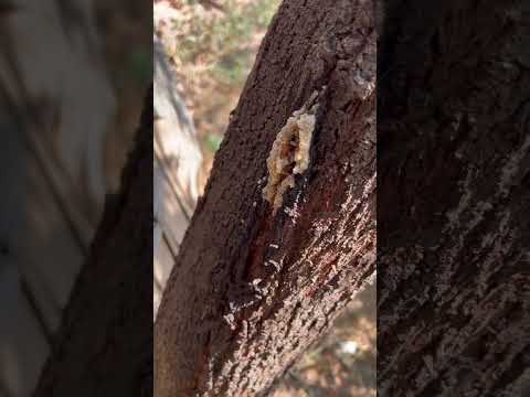 فكرة مشروع صنع حبر اسود