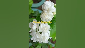 Thumbnail of Jasmine flower Blooming💥 in My Garden 🏡#shorts #video 🙏