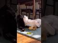 Are dogs ACTUALLY smarter than cats? #shorts #usa #cat