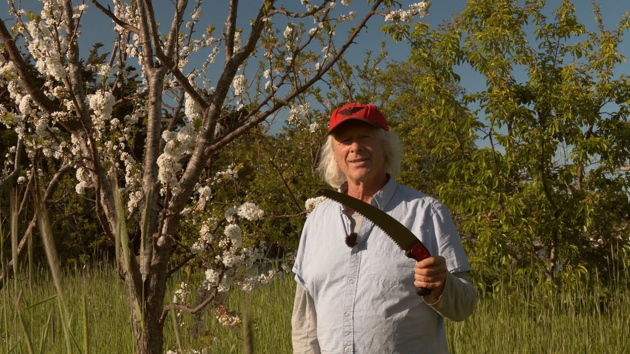 The Essential Fruit Tree Pruning Tools and How To Use Them - YouTube