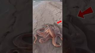 The Octopus With 3 Hearts! 🐙