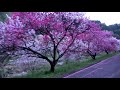 朝の月川温泉郷 花桃の里を歩いてみました