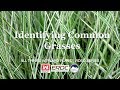 Identifying Common Grasses