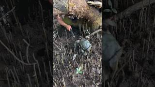He Was Hiding in the Mangrove Mud... 👀🦀
