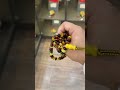 سبحة كهرمان طبيعي ماكنتوش