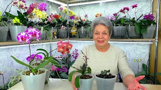 Find the reason, and the capricious orchid will come to life! Orchid care Irene Dopkin.