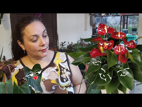 Vídeo: Spathiphyllum E Antúrio: Felicidade Para Mulheres E Homens