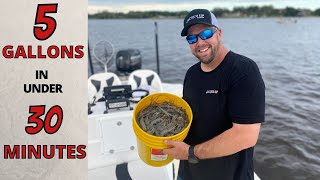 5 GALLONS Of SHRIMP In UNDER 30 MINUTES Castnetting Shrimp Hundreds At a Time Daytona Beach 2021