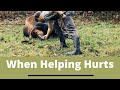 Cow Delivery 101 | When Helping Hurts