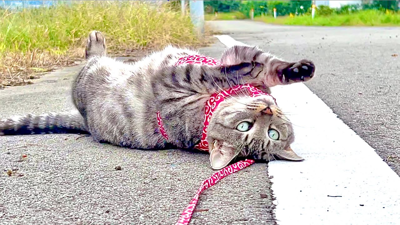 Кошка, неподвижно стоящая посреди дороги