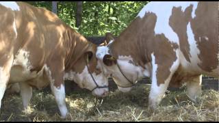 LFS Pyhra Imagevideo