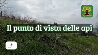 Il Boschetto visto dalle api 🐝 | Contemplazione dal cuore del Boschetto