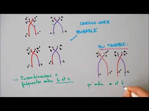 Vidéo: Comment la distance de la carte génétique est-elle calculée?