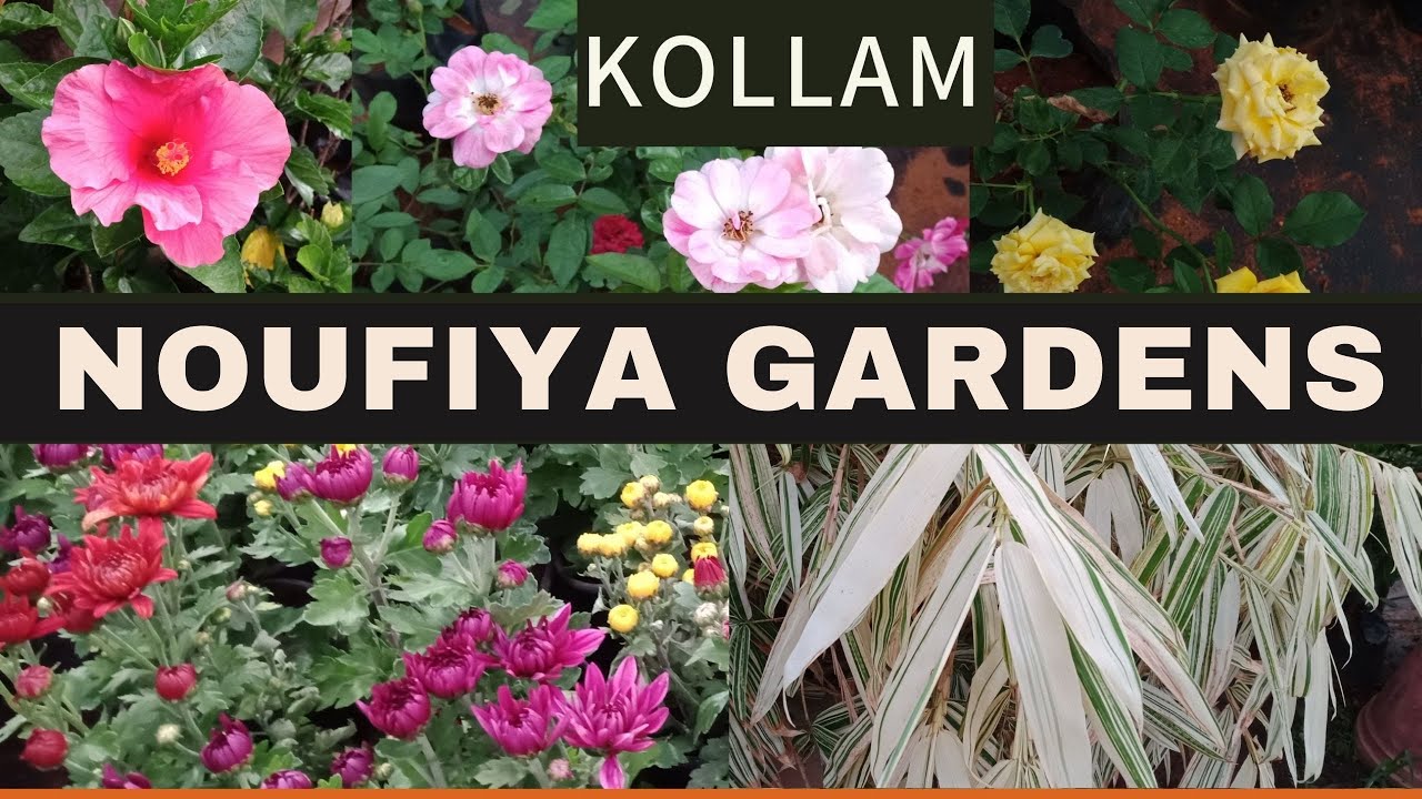 LOWEST PRICE Flowering and non flowering plants Noufiya gardens 