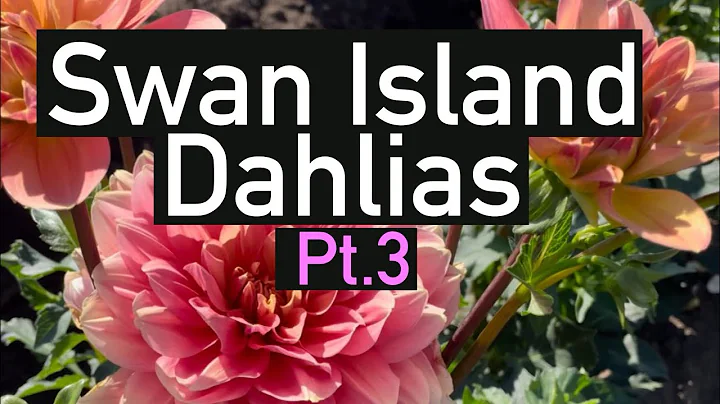 Pt.3, Dahlia varieties with name. Swan Island Dahlia Festival 2023. #dahlia #flowers #gardening