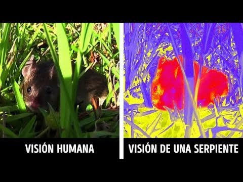 Vídeo: El Experimento Mostró Que Los Animales Ven Fantasmas Y Explicó Cómo Entender Las Visiones De Los Animales - Vista Alternativa