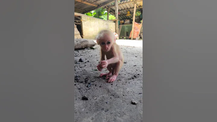 HiuHiu relaxing #cutemonkey #monkey #babymonkey #animals #usa #petmonkey #shorts