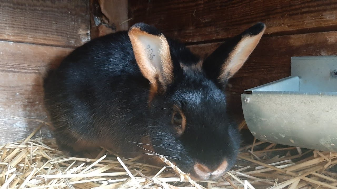 Mamy to 😃 Kontrolne dopuszczenie samic